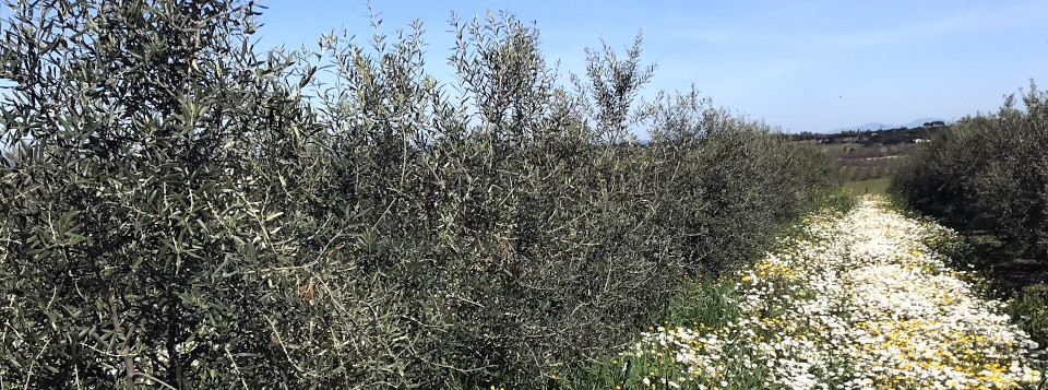VI Convegno Nazionale dell’Olivo e dell’Olio (Ascoli Piceno 13-15 novembre 2024)