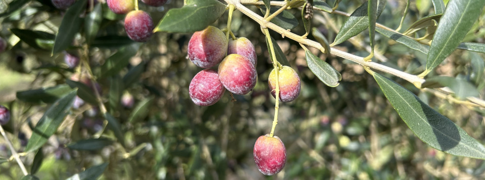 VI Convegno Nazionale dell’Olivo e dell’Olio (Ascoli Piceno13-15 novembre 2024)