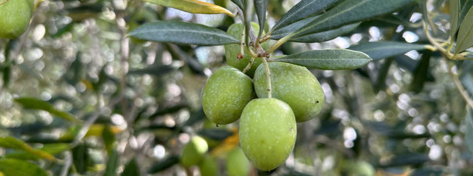 VI Convegno Nazionale dell’Olivo e dell’Olio (Ascoli Piceno13-15 novembre 2024)