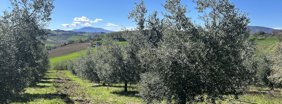 VI Convegno Nazionale dell’Olivo e dell’Olio (Ascoli Piceno13-15 novembre 2024)