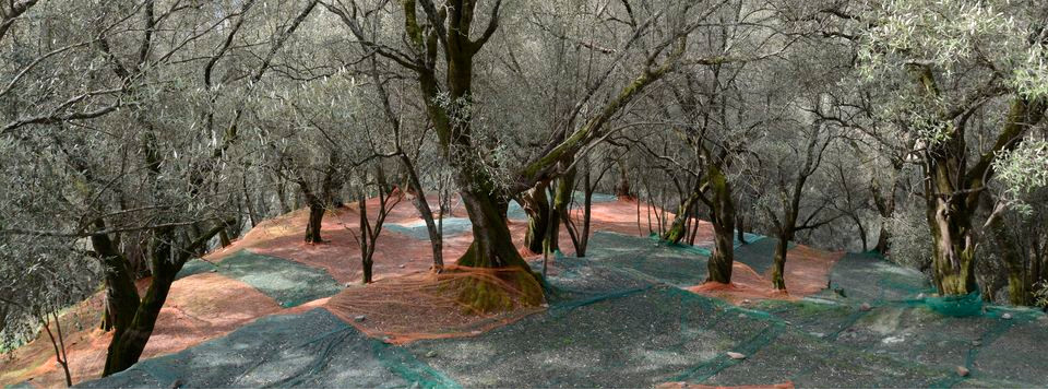 VII Convegno Nazionale dell’Olivo e dell’Olio