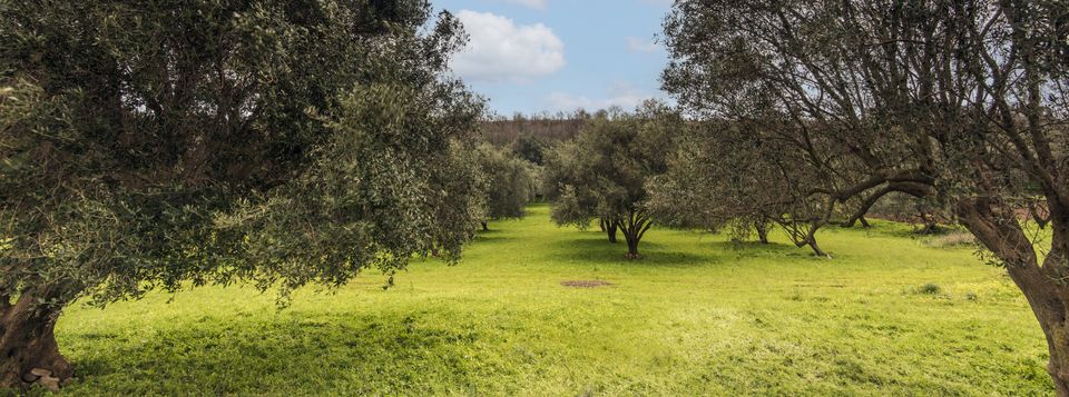 VII Convegno Nazionale dell’Olivo e dell’Olio