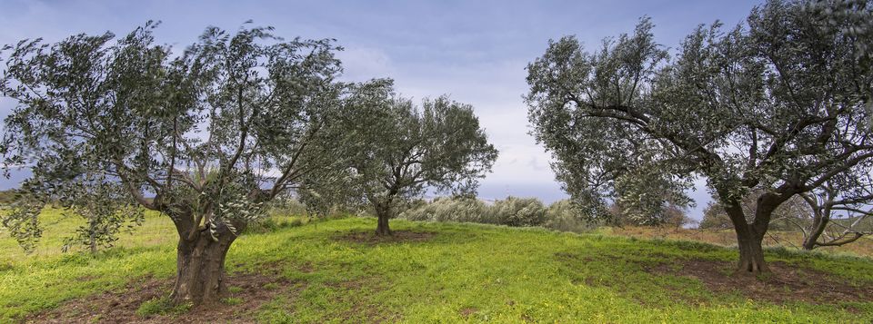 VII Convegno Nazionale dell’Olivo e dell’Olio