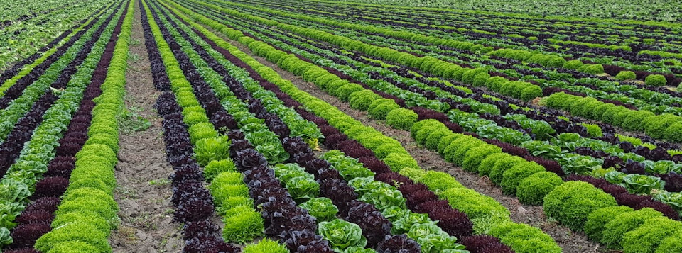 III Convegno Nazionale di Orticoltura e Floricoltura