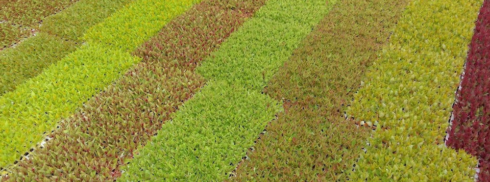 III Convegno Nazionale di Orticoltura e Floricoltura