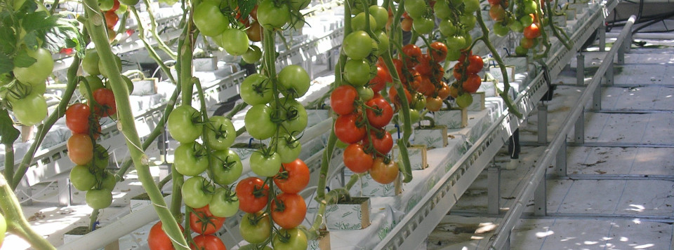 III Convegno Nazionale di Orticoltura e Floricoltura