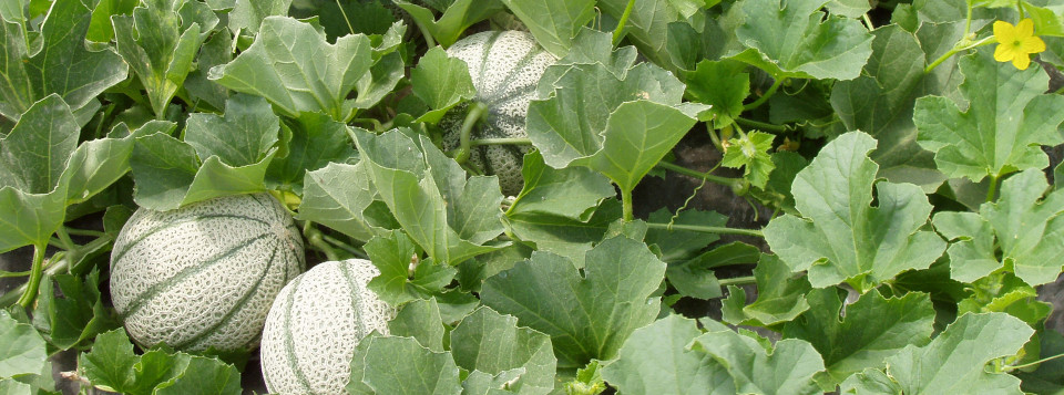 III Convegno Nazionale di Orticoltura e Floricoltura