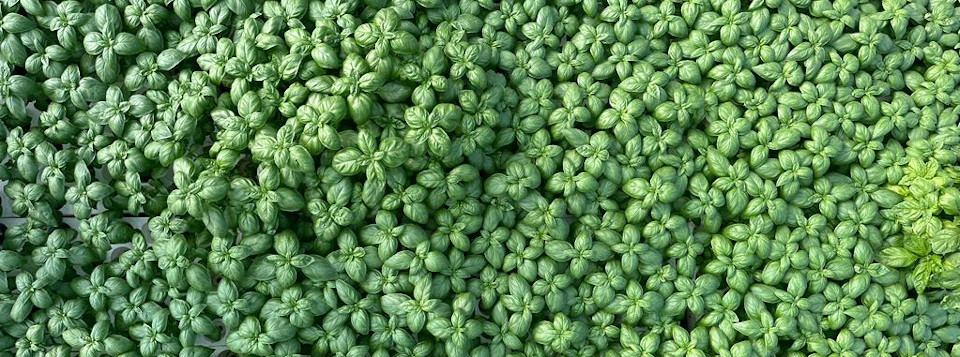 III Convegno Nazionale di Orticoltura e Floricoltura