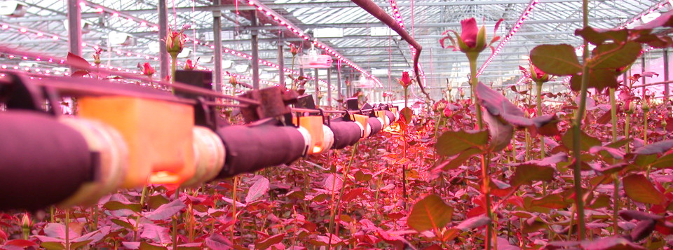 III Convegno Nazionale di Orticoltura e Floricoltura