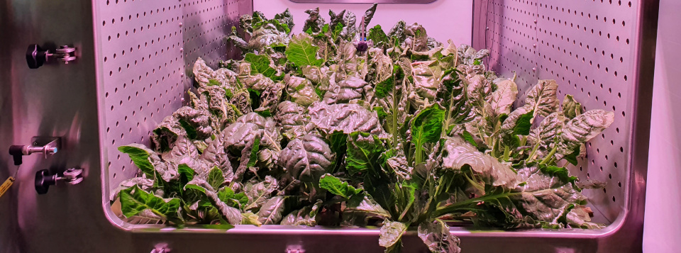 III Convegno Nazionale di Orticoltura e Floricoltura